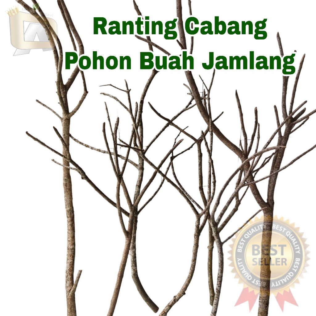 Ranting Kayu Cabang Bahan Kerajinan Ranting Kayu Khas Madura