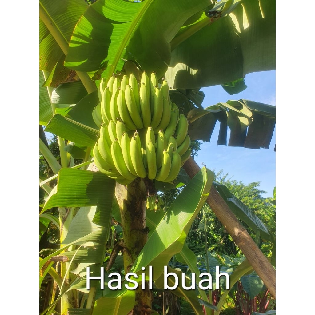bibit pohon pisang sunpride/cavendish