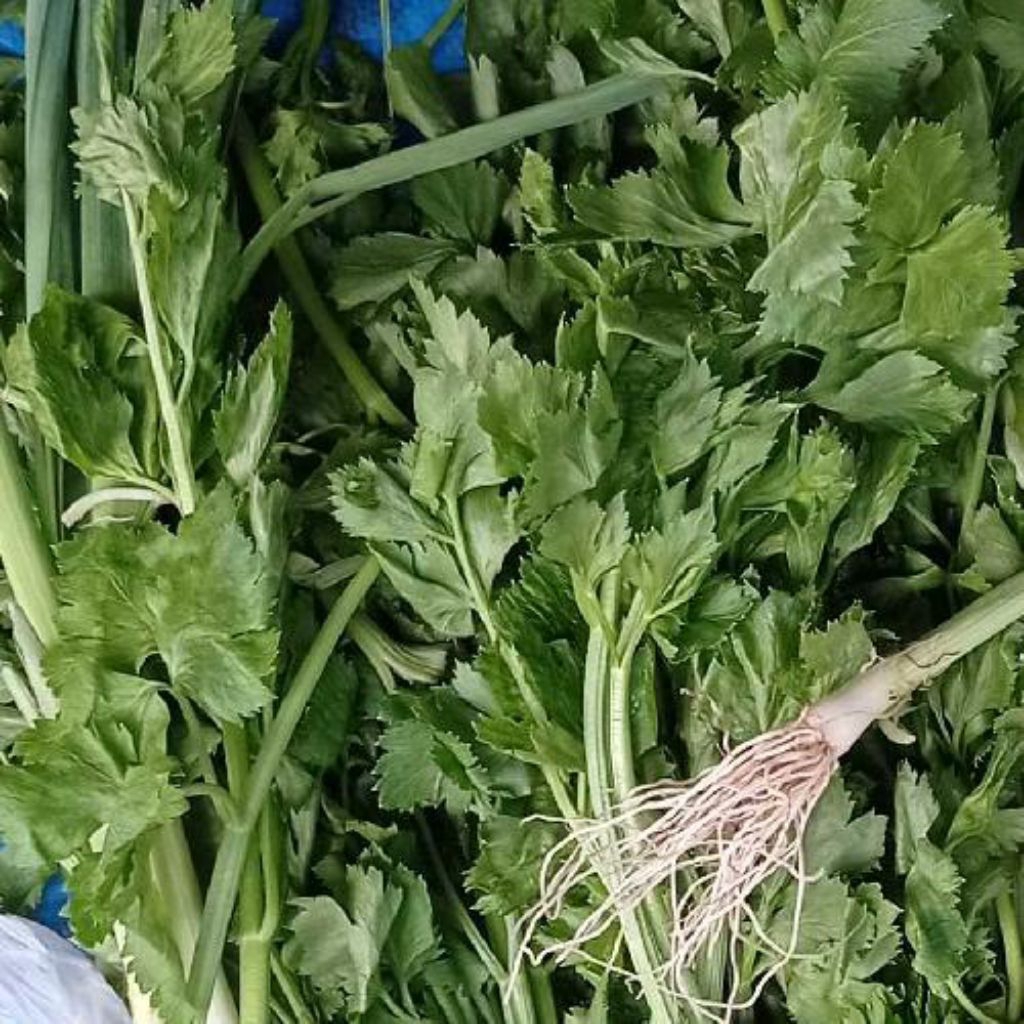 

Seledri Segar Tersedia Ukuran 250g/500g/1Kg