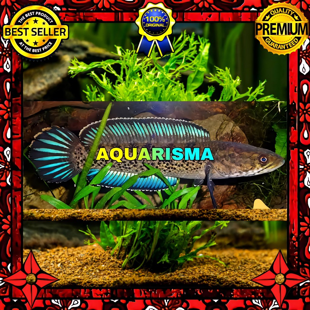 KEBUTUHAN AKUARIUM - SNAKEHEAD CHANNA GABUS STEWARTI XHANTIC FULL DOT 6-7 CM