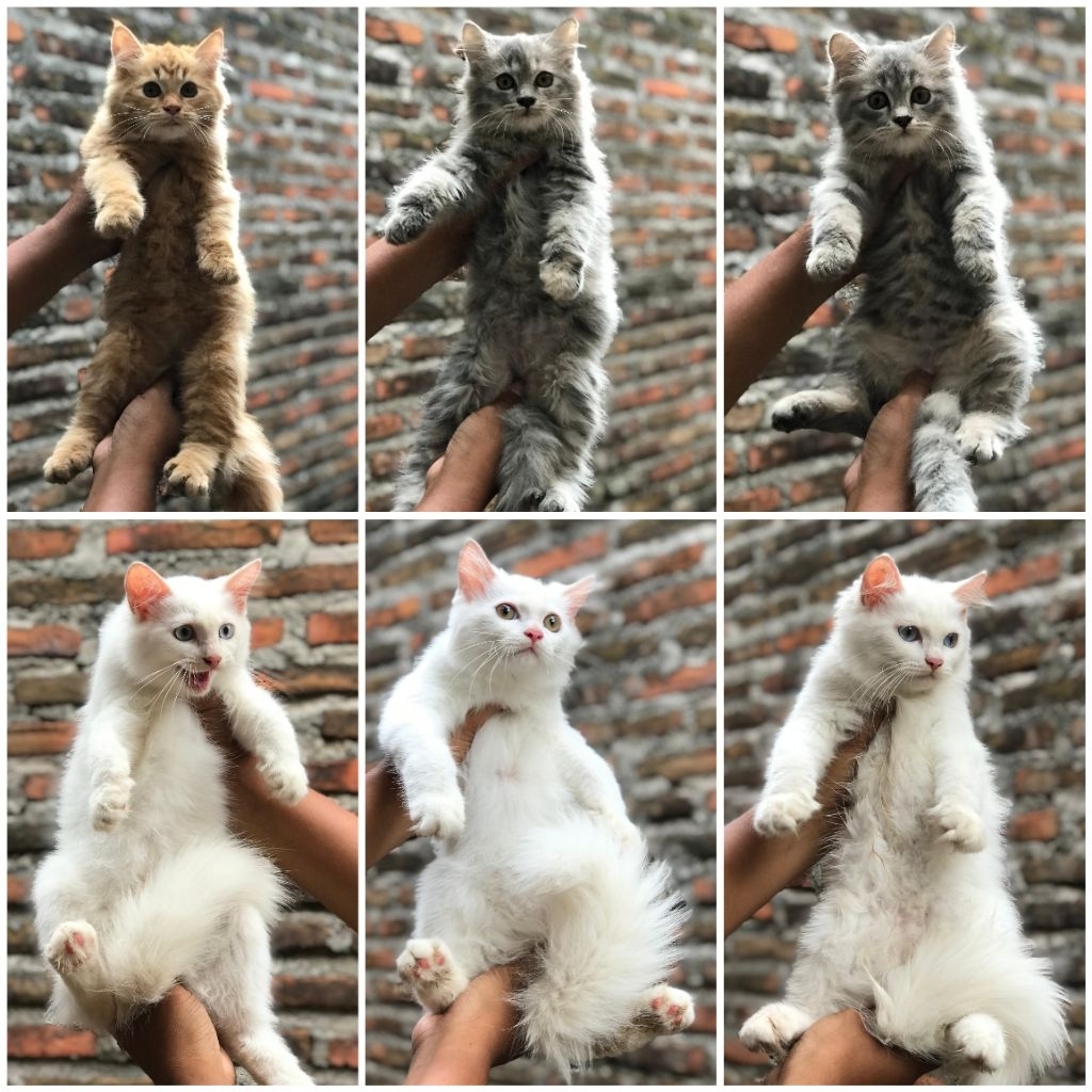 Jual kucing Persia Kitten Persia Anak Kucing Persian Longhair shorthair