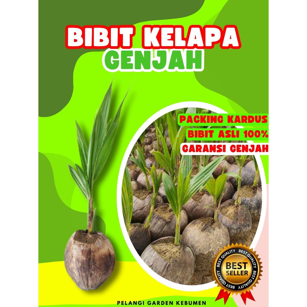 PALING DICARI..! Bibit Buah Kelapa Entog, Bibit Buah Kelapa Entok Anakan