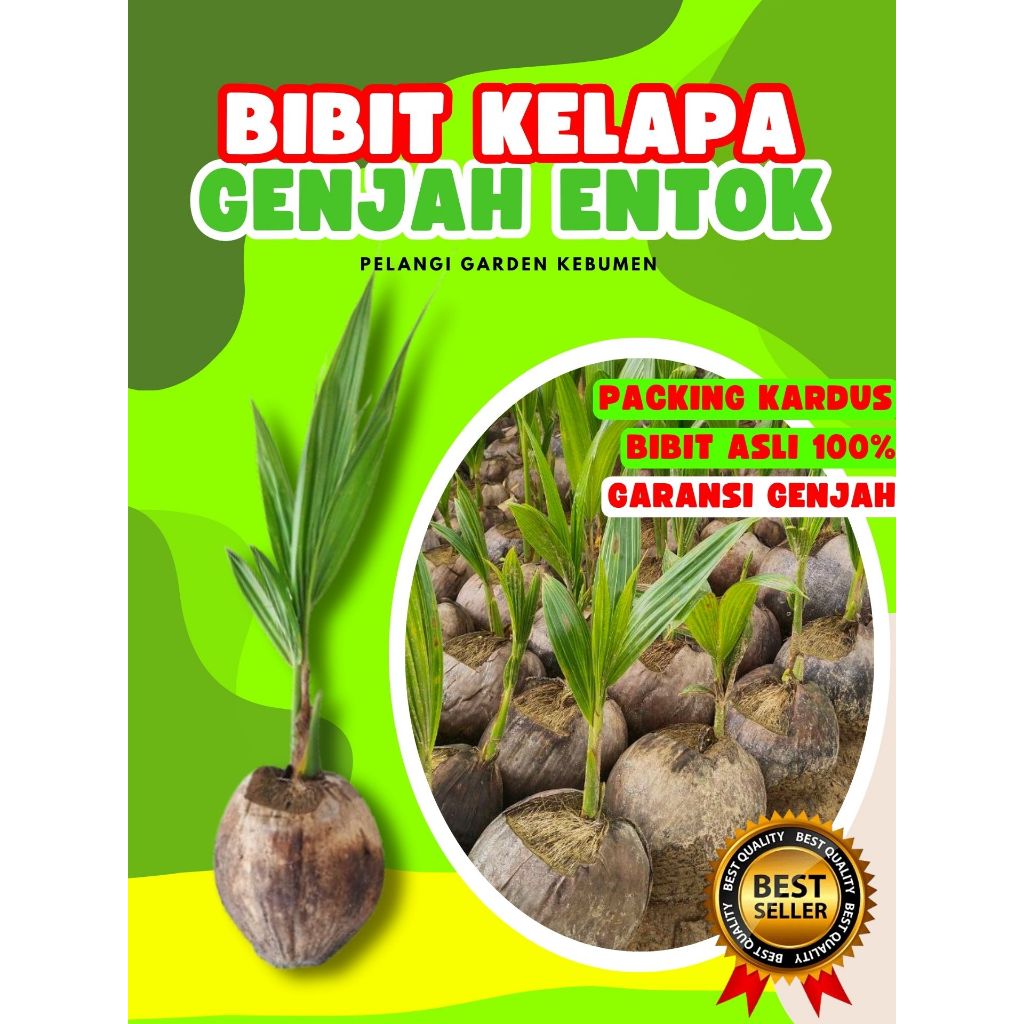BIBIT UNGGUL.. Bibit Buah Kelapa Genjah Entok Kebumen, Bibit Buah Kelapa Genjah Entok