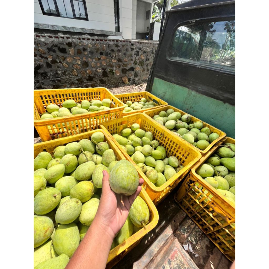 

Mangga Dermayu Indramayu Cengkir Muda