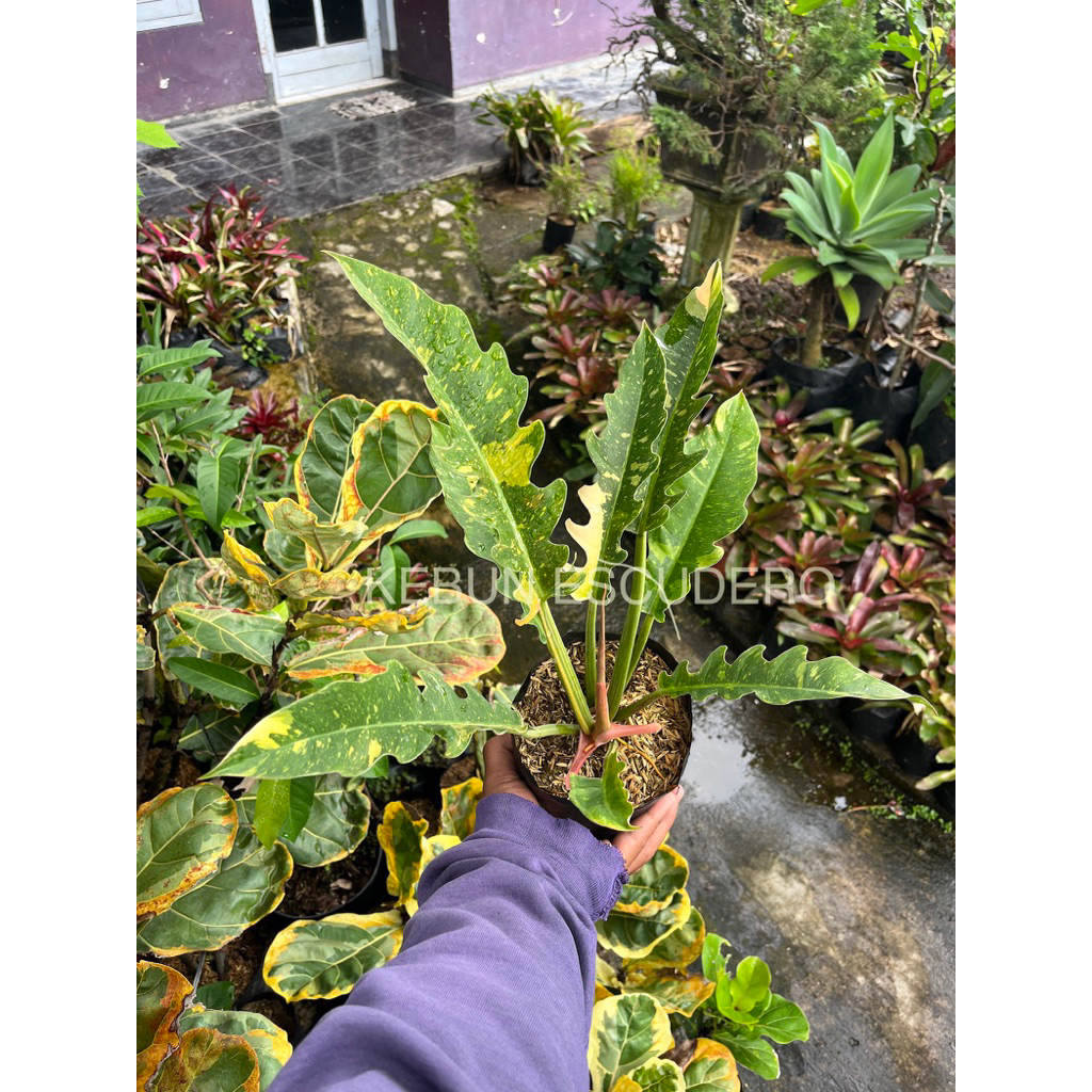 Philodendron Ring Of Fire Varigata - Tanaman Hias Ring Of Fire Varigata