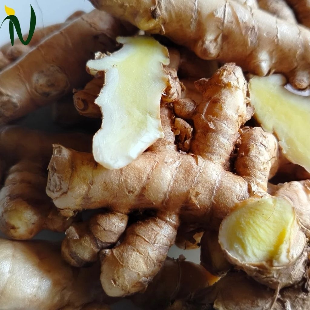 

Kunyit Putih Segar 500 g