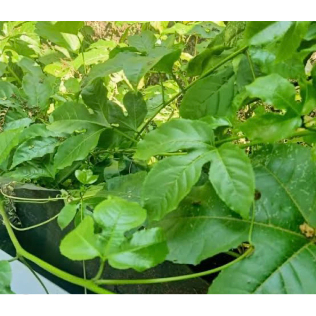 

daun markisa/daun saprola segar pres alami petik langsung paket per 500grm