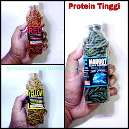 Magot bsf kering pakan chana pulchra Maru Ys asiatika Red Warti auranti