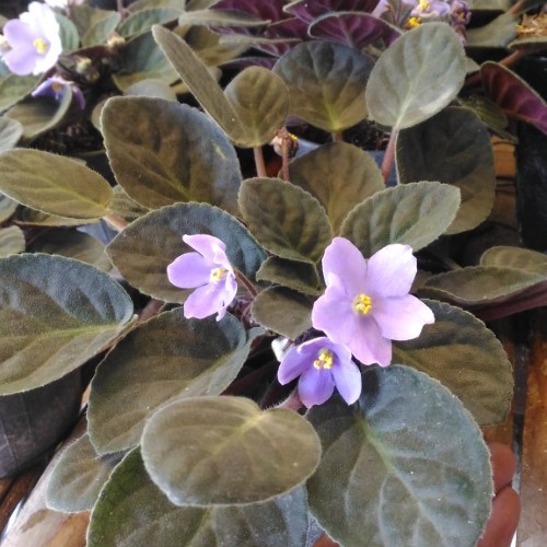 Tanaman Bunga Hias Violces - violces - violet - tanaman hias violet - violces ungu