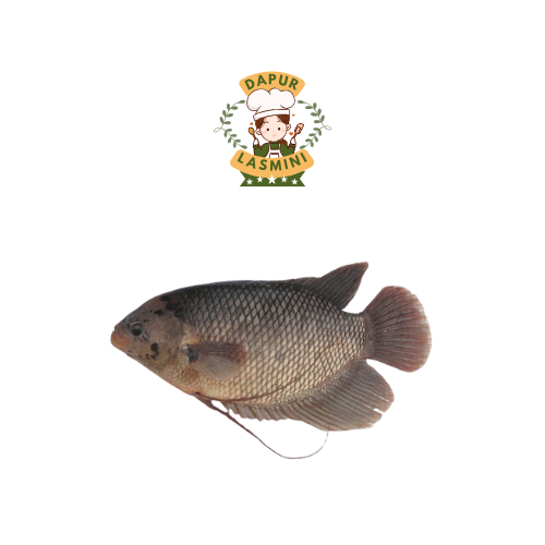 

Ikan Gurame Fresh 500 gram