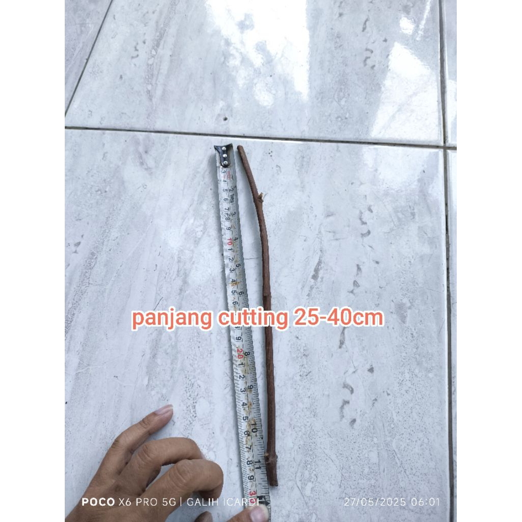 cutting / batang tua anggur import