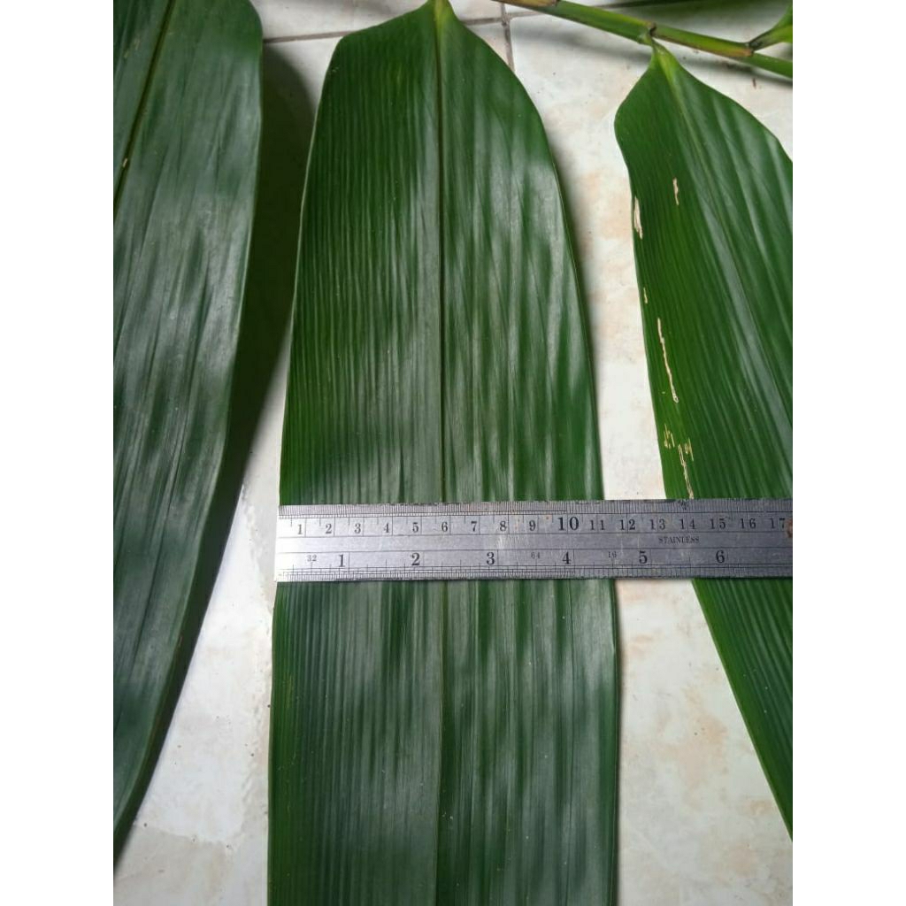 

Daun bambu jumbo ukuran 10±cm per 1pcs (Bergaransi)