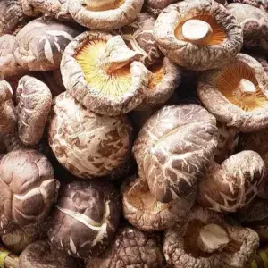 

JAMUR HIOKO KERING 100 GRAM