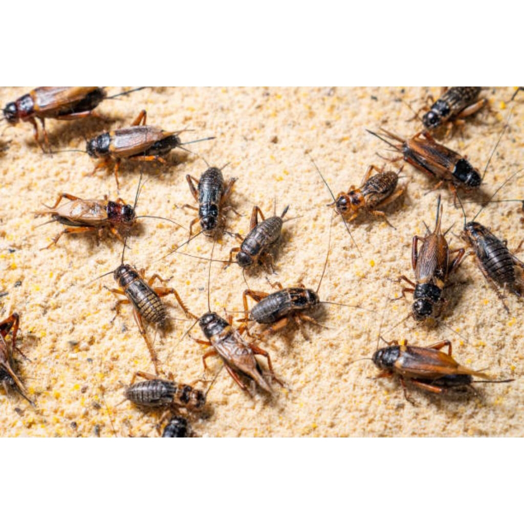 jangkrik pakan hidup buat ikan predator