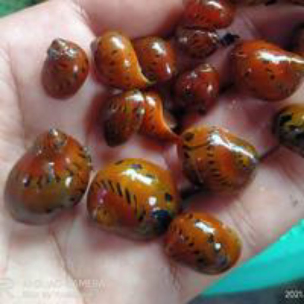 keong turbo zebra/bawang