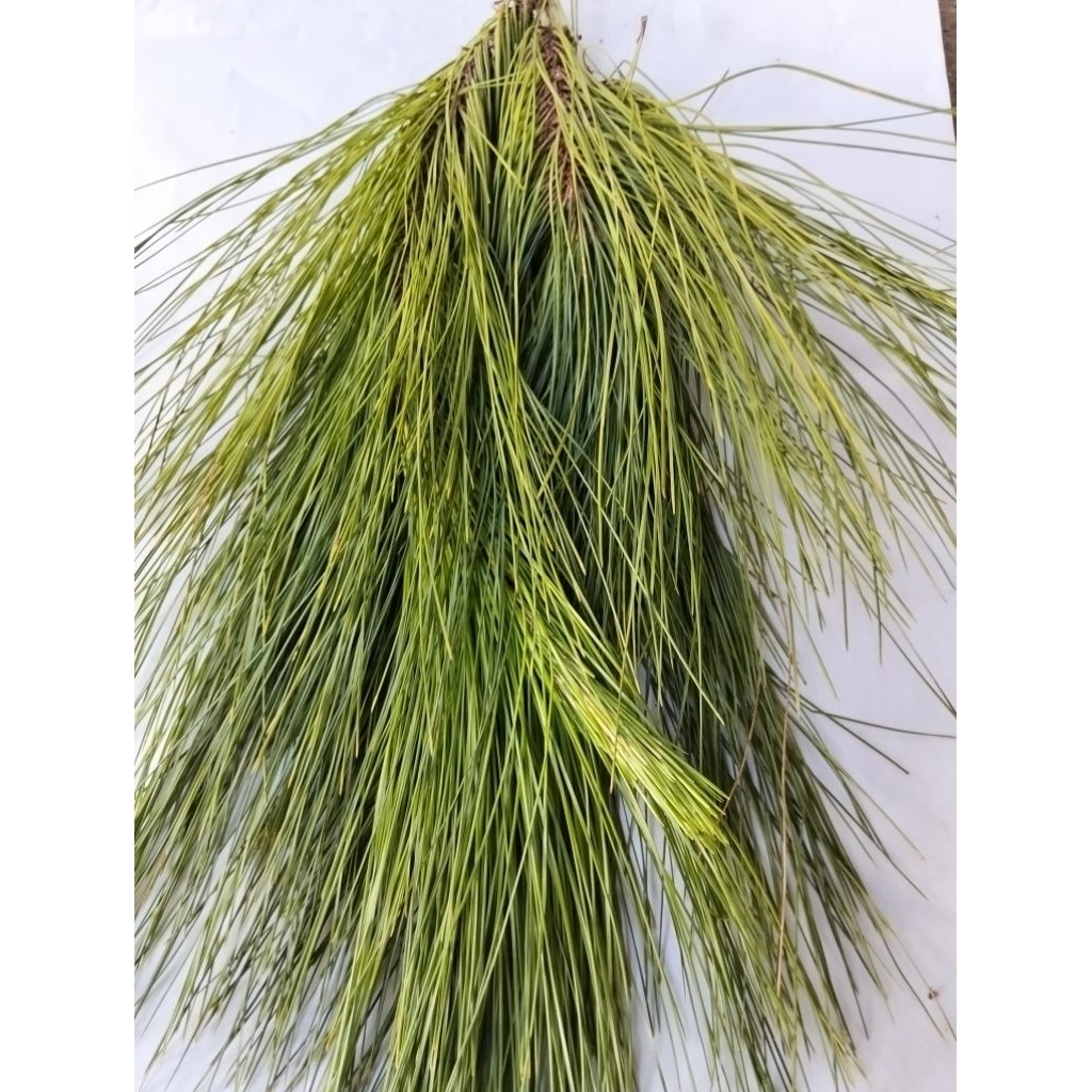 

Daun Pinus Segar/500grm
