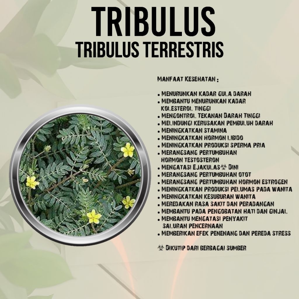 Kapsul TRIBULUS 100% Alami, Untuk Meningkatkan Hormon Testoteron, Kesuburan Pria dan Wanita