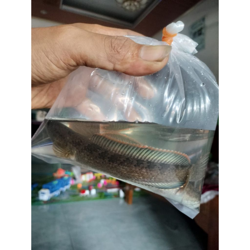 cana limbata rim tebal