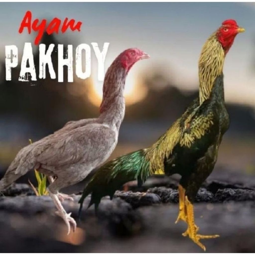 

Telur Ayam Pakhoy full Brakot Wido/Widu Fertil siap untuk ditetaskan