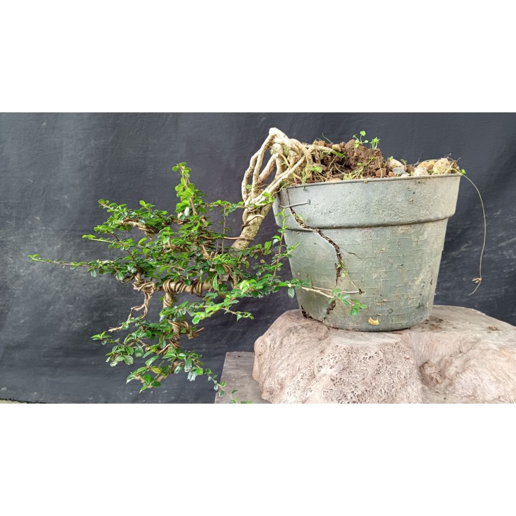 bonsai hokiantea mikro sesuai gambar