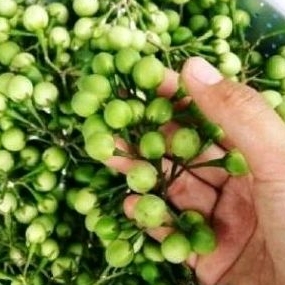 

Buah Takokak muda sgar 300 gr''.
