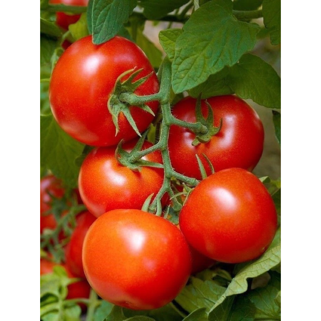 

Tomat Fresh langsung dari petani