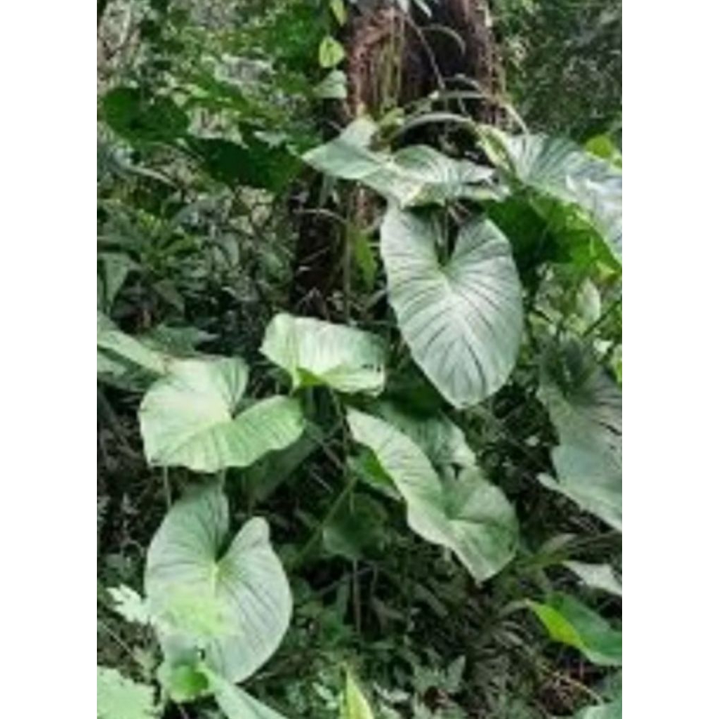 

DAUN TALAS CARIANG 500 gr