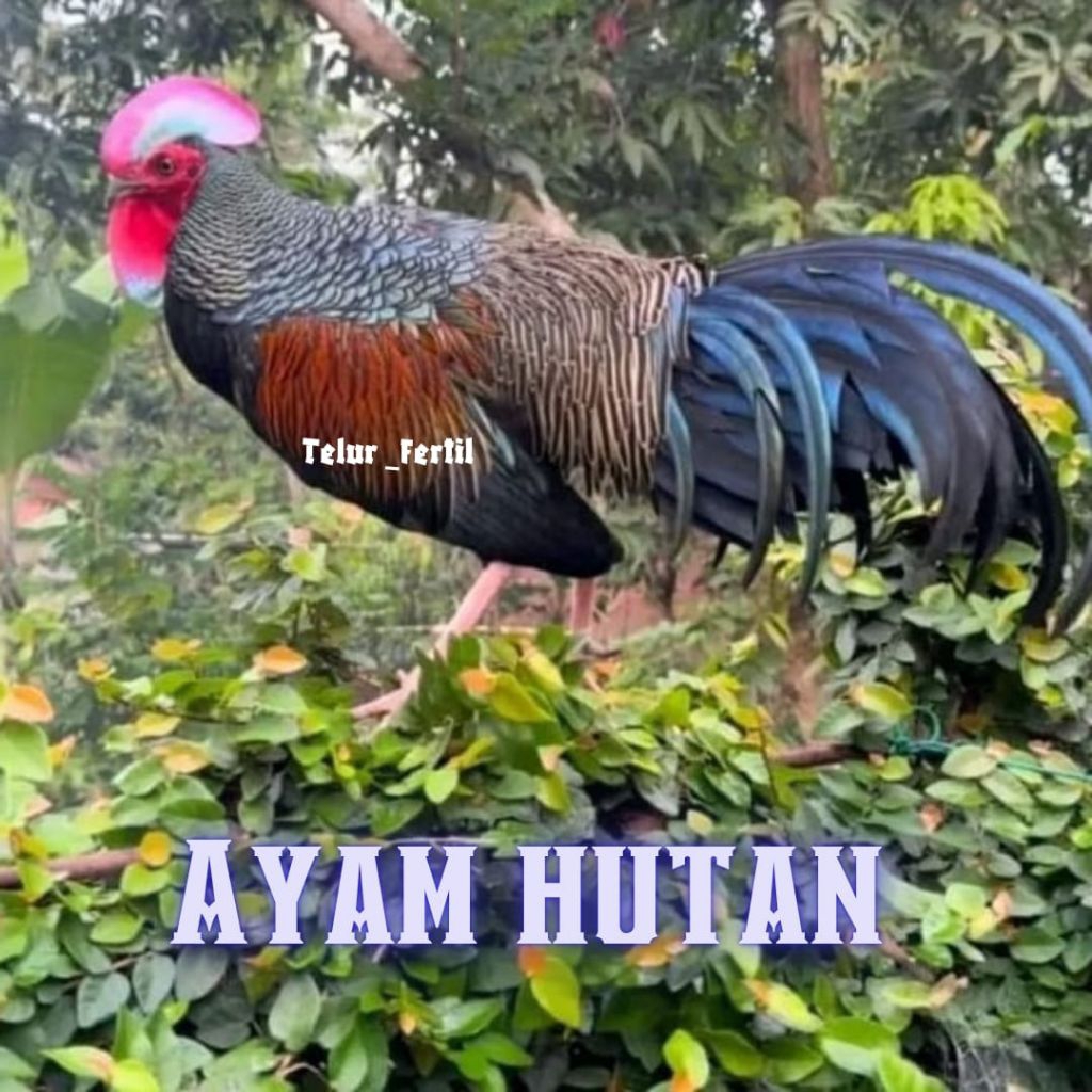 

telur ayam hutan bekisar asli bisa untuk di tetaskan