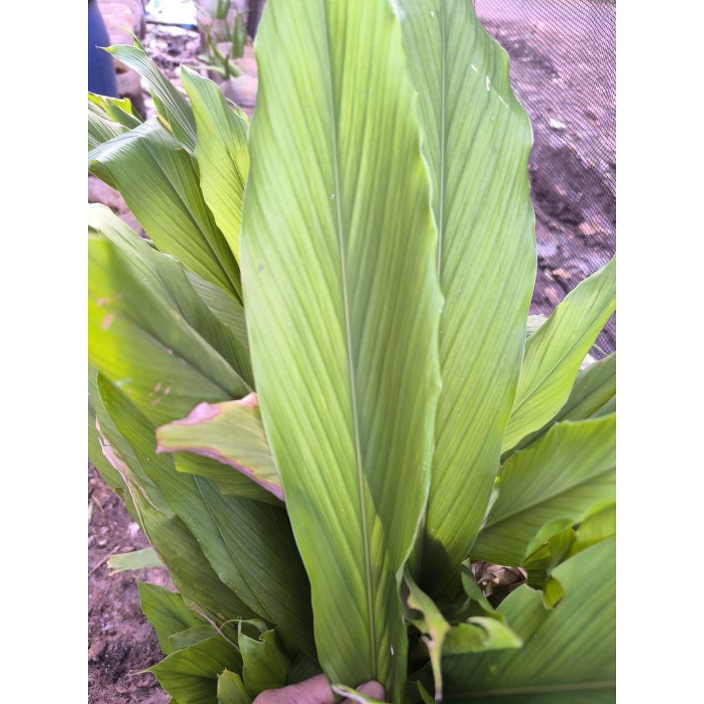 

Daun kunyit muda segar 100grm bumbu masakan