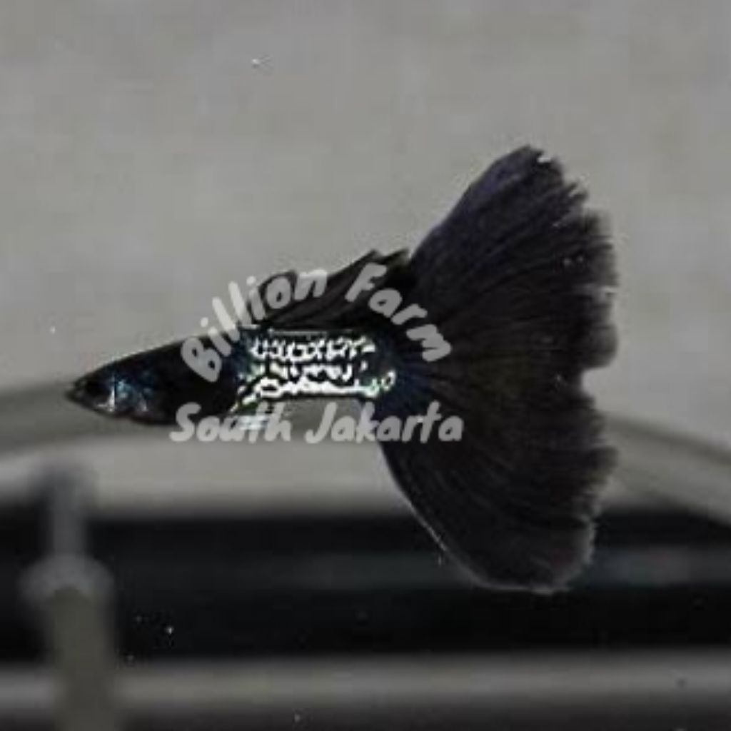 guppy mssbt hiasan aquarium