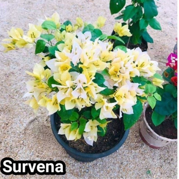 Bunga Kertas Bougenville Survena Import Garansi Asli