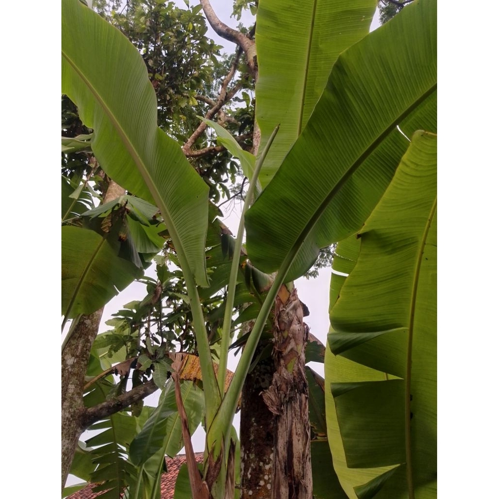 

Daun Pisang Buat alas pepes dll 1 Kg