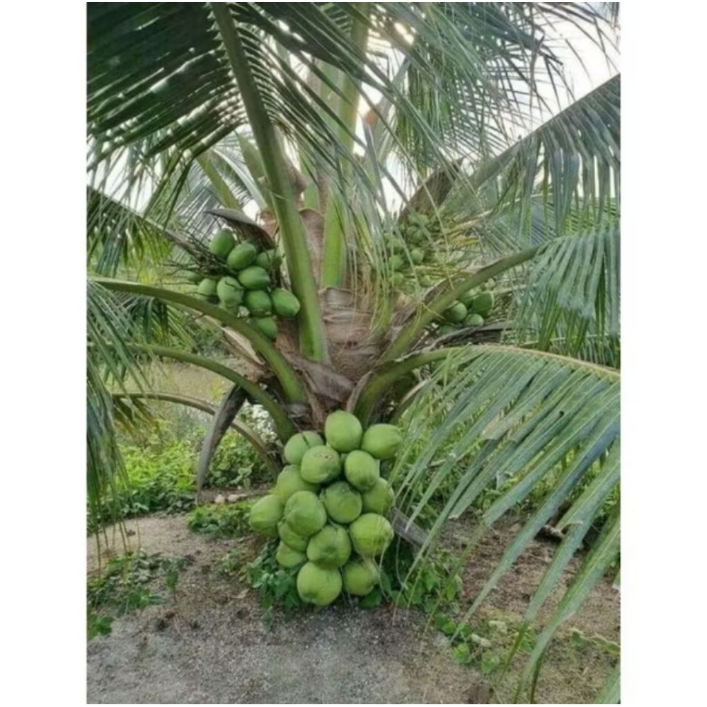 PROMO Bibit Kelapa Hibrida // Kelapa Hibrida Hijau Super