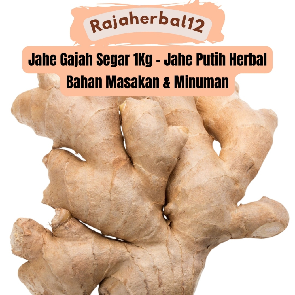 

Jahe Gajah Segar 1Kg – Jahe Putih Herbal Bahan Masakan & Minuman