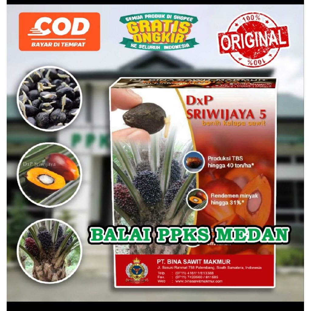 bibit benih kecambah sawit dxp sriwijaya 5