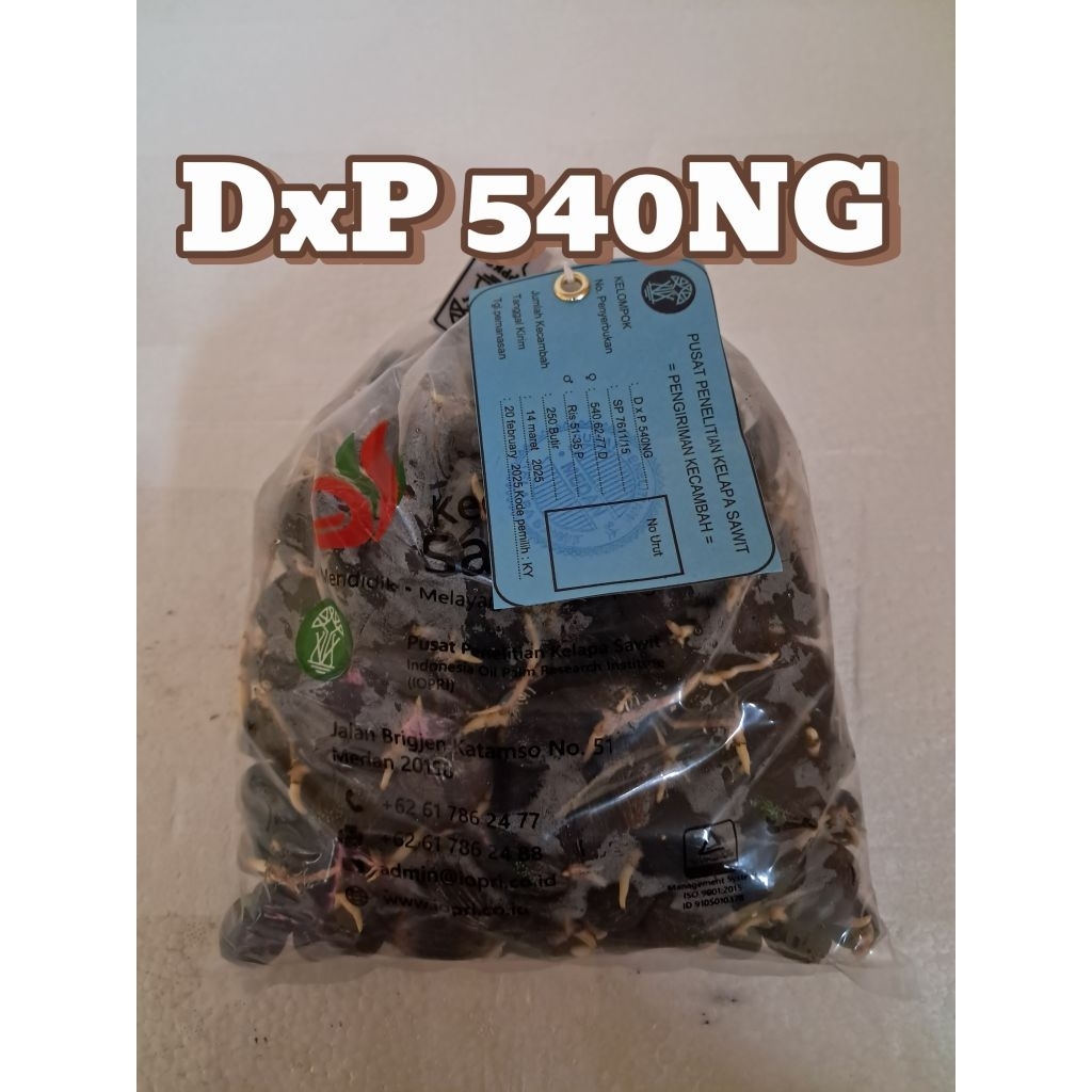 (TERLARIS NO.1) PPKS 540 NG | Bibit Benih  Kecambah Kelapa Sawit Unggul | 250 Butir | COD