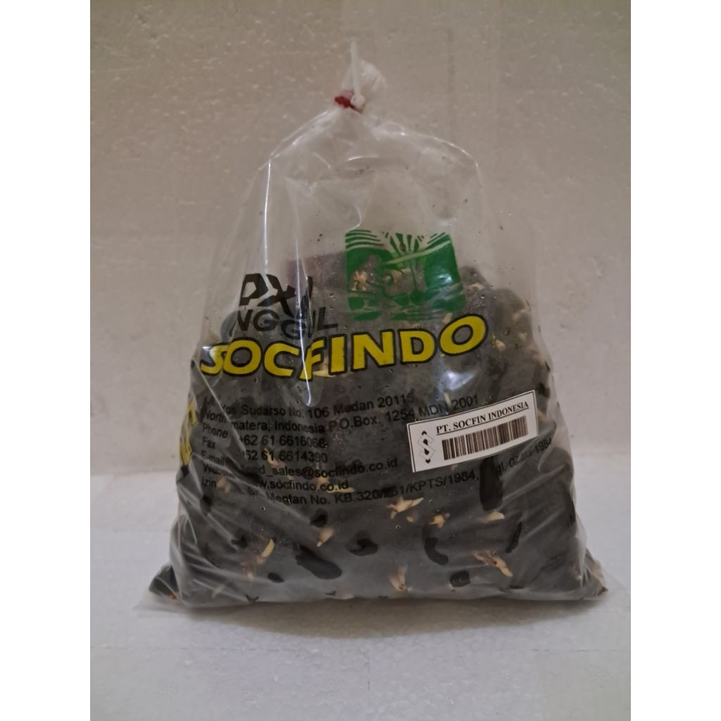 (TERLARIS NO.1) SOCFINDO | Bibit Benih  Kecambah Kelapa Sawit Unggul | 250 Butir | COD