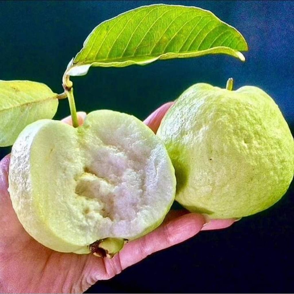 JAMBU kristal Berbuah Berbunga Jambu Kristal Cangkok