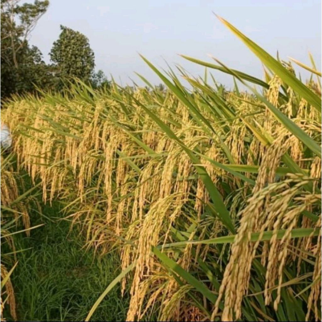 BENIH PADI SIGUPAI UA 12 KEMASAN 5KG