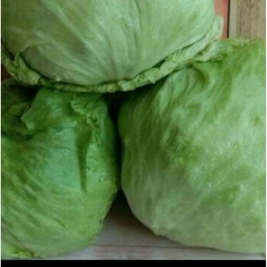 

LETUS sayuran fresh 250 gram