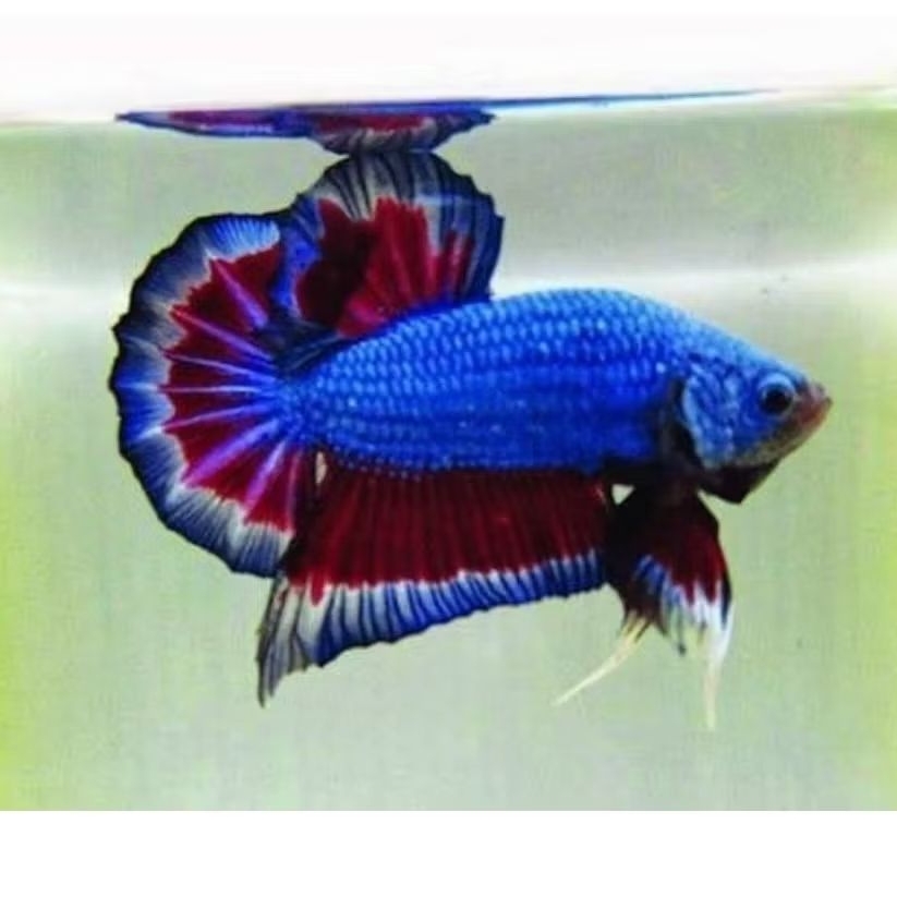 Cupang Bagan super 3pcs hiasan akuarium