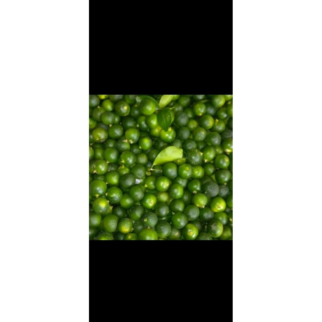 

jeruksongkit