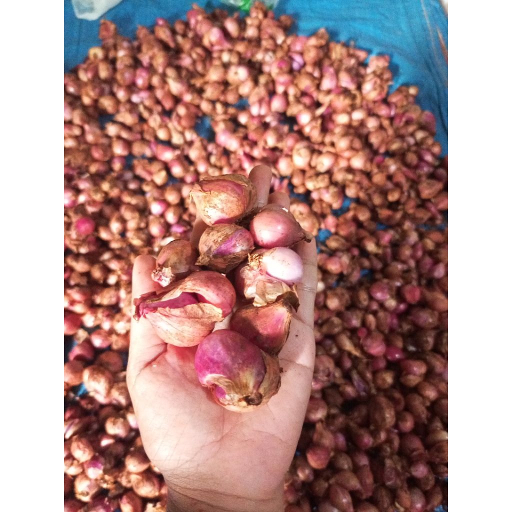 

bawang merah 500g & 1kg