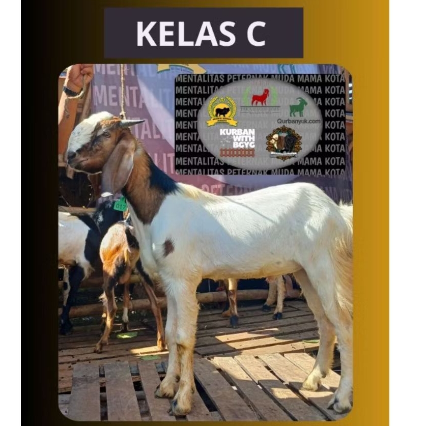 

Kambing Kelas C