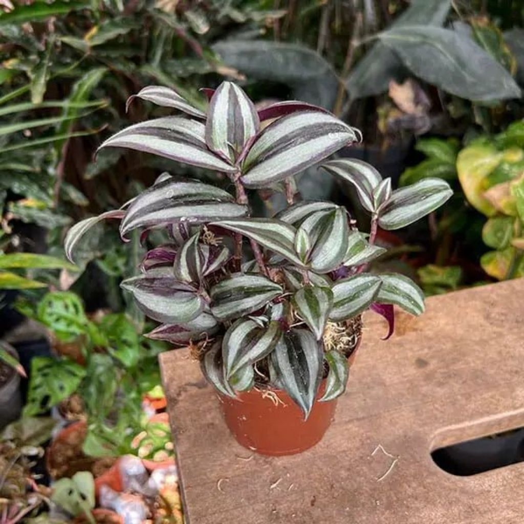 tanaman hias tradescantia zebrina - tradescantia