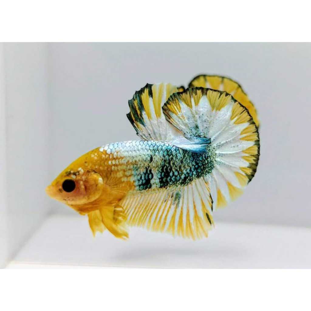 

Stiker Plakat Yellow Fancy Cooper 20