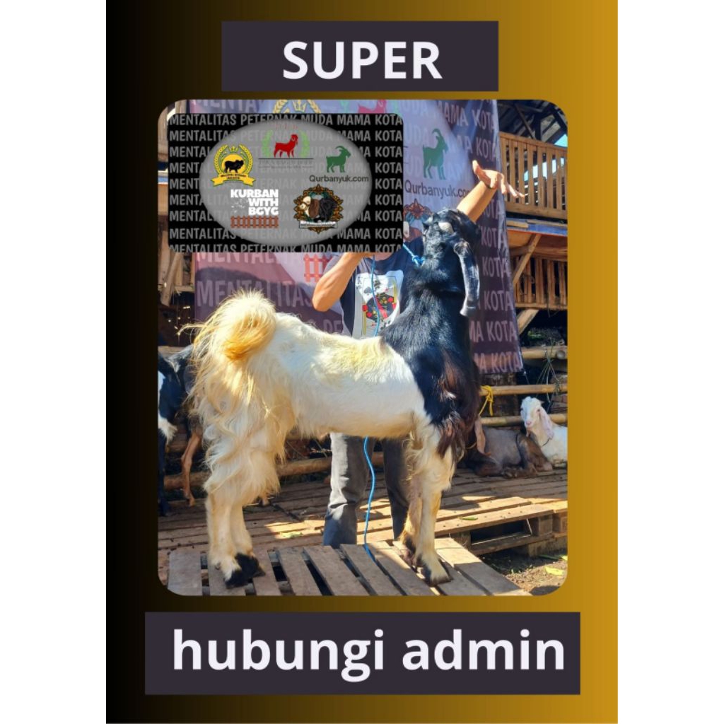 

Kambing Kelas Super
