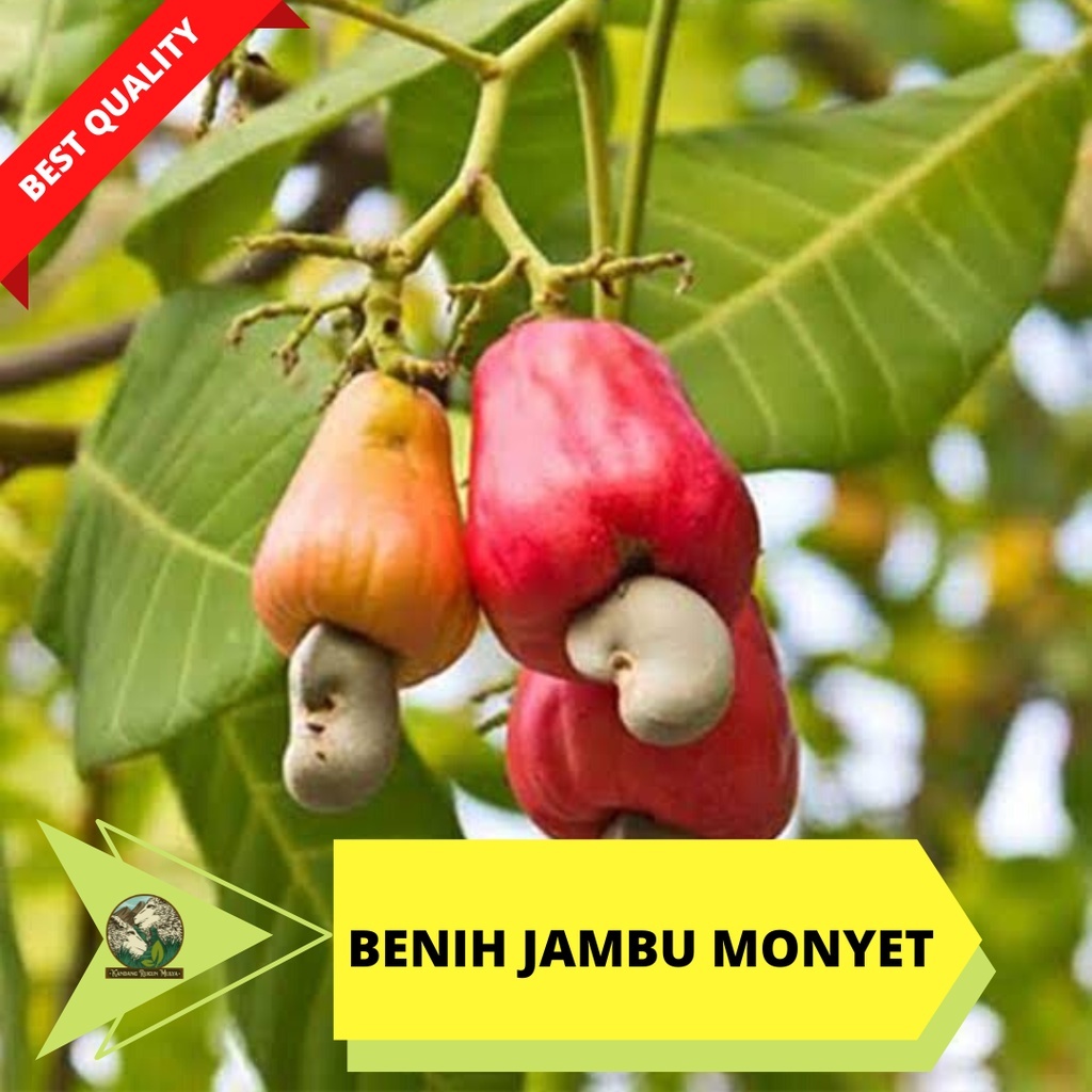 Benih Jambu Mete (Monyet) Unggul – Bibit Siap Tanam, Cepat Tumbuh & Produktif