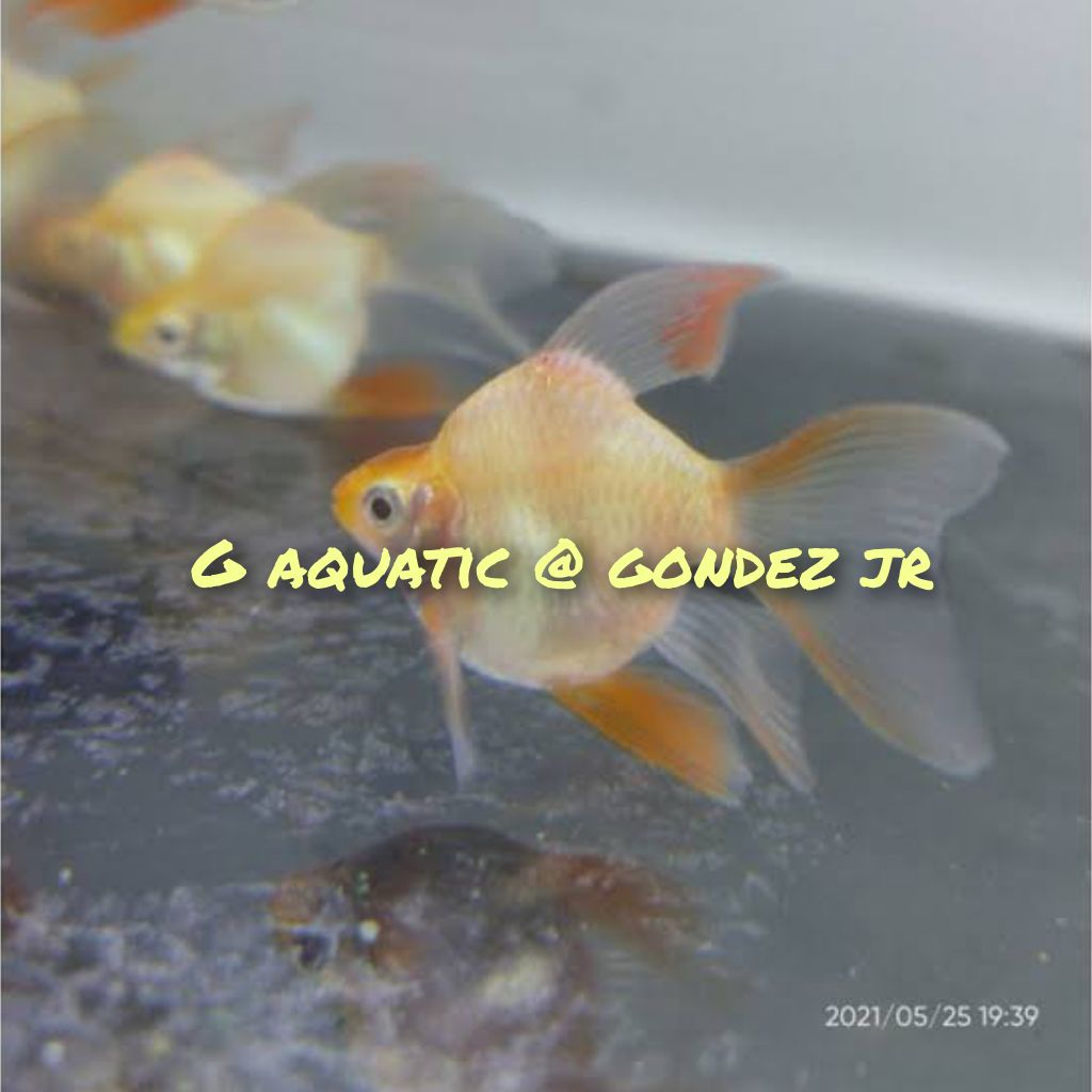 ikan sumatra balon albino slayer sizeL