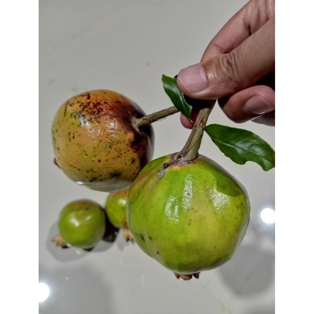 

Delima Mentah Buah Delima ( Pentil ) Banyak Manfaat Delima Jamu Segar Gunung Muria
